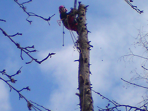 Baumschnitt mit der Kettensäge